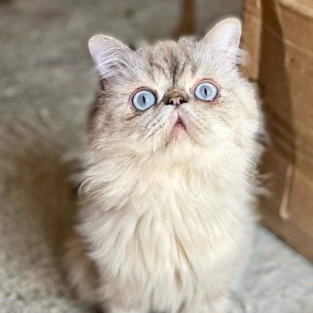 Logo de Persan de luxe 30602