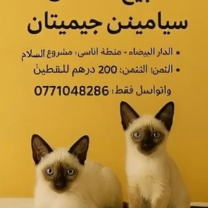 images-ktt-slal-06674