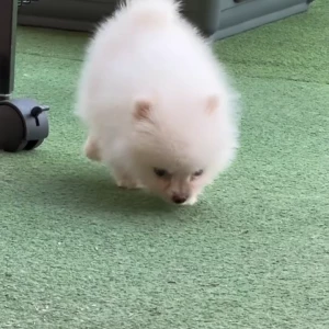 video-spitz-pomeranien-06804