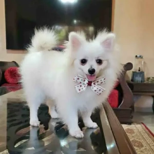 images-spitz-nain-spitz-06822