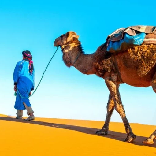 images-trips-casablanca-maarif-10157
